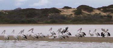 The Coorong