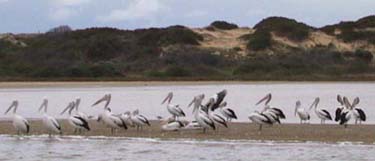 Coorong